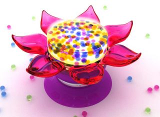 With water, the colorful pellets at the center of the flower expand to