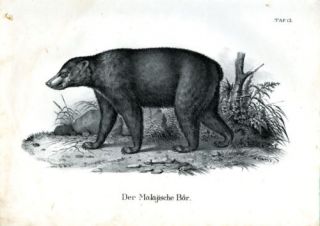 1840 SCHINZ Honegger Lithograph Sun Bear