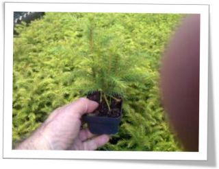 an evergreen conifer that makes a handsome house plant its long