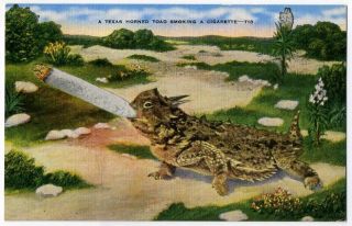 Postcard Texas Horned Toad Lizard Smoking Cigarette