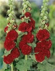 SECOND GENERATION DOUBLE RED HOLLYHOCK SEED