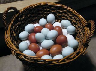 Taylor Hobby Farms 20 Assorted Hatching Eggs for Incubator Many Rare