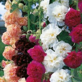 Hollyhock Chaters Double 50 Fresh Seeds