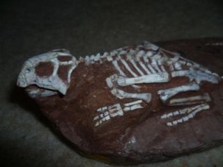 Fossil Dinosaur Psittacosaurus Complete Skeleton 10 Years on 