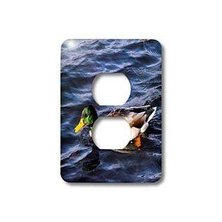 WhiteOak Photography Animal Prints   Mallard duck in water