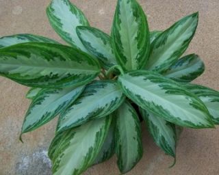 Cans Pokon Leafshine Indoor House Plants Foliage Tools 8 FL Ounces