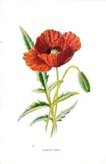 Scarlet Poppy Flower 1897 Antique Original Print Hulme