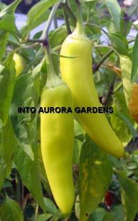 50 Hungarian Yellow Wax Hot Pepper Seeds Vegetable