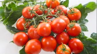  Compatible Singles Hybrid Tomato Seeds The Sweetest Tomato