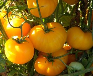 Tomato Azoychka RARE Same Day Shipping Non Hybrid Heirloom Seeds SKU
