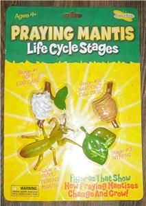 Insect Lore Praying Mantis Life Cycle Stages New in Box