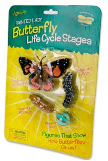 Butterfly Life Cycle Stages Insect Lore Toy Model Larve Egg