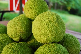 Hedge Apples Osage Orange Natural Insect Repellant