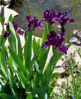 Live Plants Negra Modelo Dwarf Bearded Iris Dark Beauty