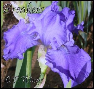 Breakers Tall Bearded Iris Reblooming Blue