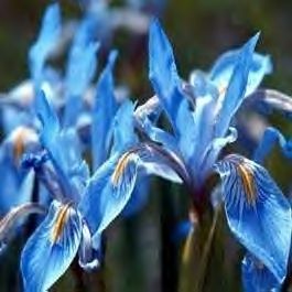 Wild Iris Blue Flower Seeds