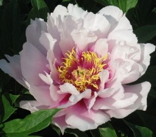 Itoh Peony Cora Louise Intersectional Paeonia 1 Bare root plant Ships
