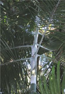 RARE Live Dypsis Cabada Palm Tree Blue Bamboo Trunks