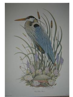 Great Blue Heron Ed Print by James R Darnell 1989