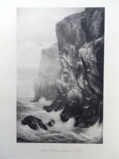 Alexander Mortimer (1885 1895) Antique Etching Seafowl Rock Near