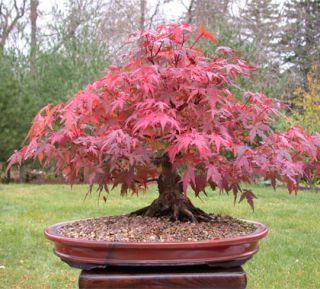  are interested in larger quantities of Red Japanese Maple seedlings