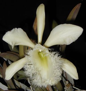 Jewell Orchids RARE Species Brassavola Digbyana Fimbripetala Orchid