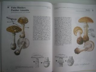 Mushrooms Toadstools An Illustrated Guide Jiri Baier