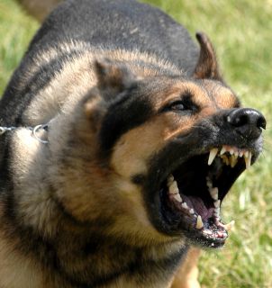 Stop Dog Barking Annoying Neighbors Collar No Shock Humane Safe USA