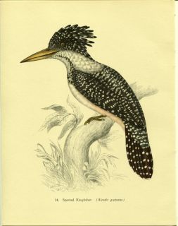 Tropical Birds Spotted Kingfisher John Gould 1948 Vintage Print