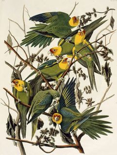 John J Audubon Parakeet Needlepoint Canvas 14ct or 18ct Mono Deluxe  
