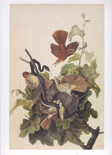 John James Audubon Bird Print Brown Thrasher Fighting Off Snake  