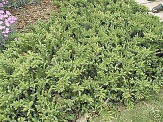 Juniper Blue Pacific Ground Cover 1 Tray 60 Plants