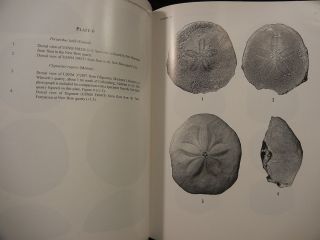 ECHINOIDS of NORTH CAROLINA by PORTER KIER/PALEOBIOLOGY FOSSILS/ RARE