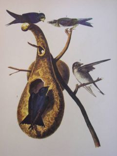 1937 Audubon Bird Print 22 Purple Martin Nest in Gourd