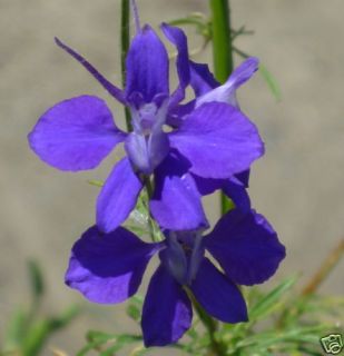 100 Heirloom 4 ft Blue Purple Larkspur Delphinium Seeds