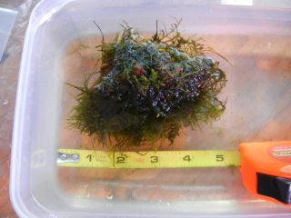 Java Moss Grown on Lava Rock Live Plant for Freshwater Aquarium