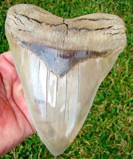 85 in Aurora Lee Creek Megalodon Shark Tooth