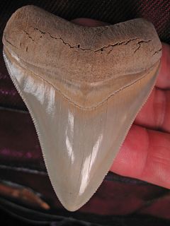 Beautiful Lee Creek Aurora Megalodon Shark Tooth Fossil