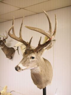 REALLY BIG TEXAS 8 POINT WHITETAIL SHOULDER MOUNT TAXIDERMY NEW