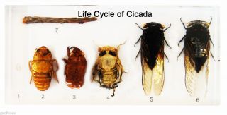 Life Cycle of Insect Black Cicada Cryptotympana Pustulata