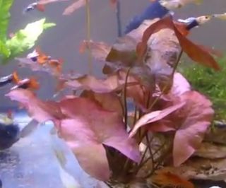 Dwarf Lily Bulb Live Aquarium Plant US Seller