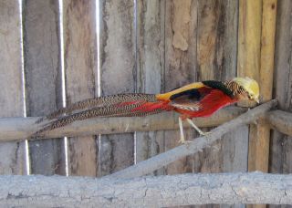 PRE SALE OF 6 SIX 100 PURE BRED RED GOLDEN PHEASANT HATCHING EGGS WEEK