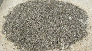 MOUSIES LIVE BAIT MOUSEES ICE FISHING GRUB 50 COUNT RAT TAIL MAGGOT