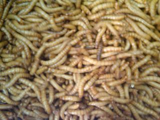 1000 Live Mealworms Reptile Food