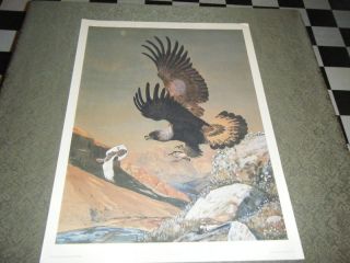 Golden Eagle by Louis Agassiz Fuertes Original Prints N