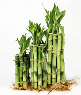Lucky Bamboo   30 Stalks   10 of each size   4, 6 & 8 Straights