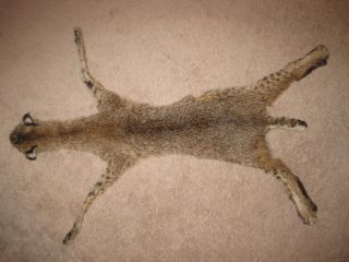 Bobcat Tanned Hide Fur in Great Condition