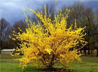 Forsythia Lynwood Gold 2 3 Foot Branched Bareroot