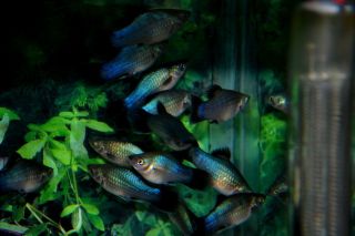 Tropical Fish Blue Wag Neon platys Adult Breeder Trio Nice