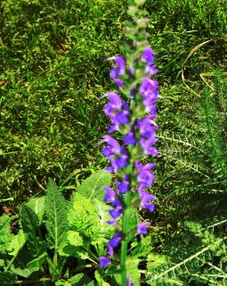 May Night Meadow Sage Salvia Sylvestris Drought Tolerant Butterfly